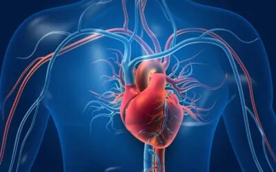 Heart Anatomy (Interactive)